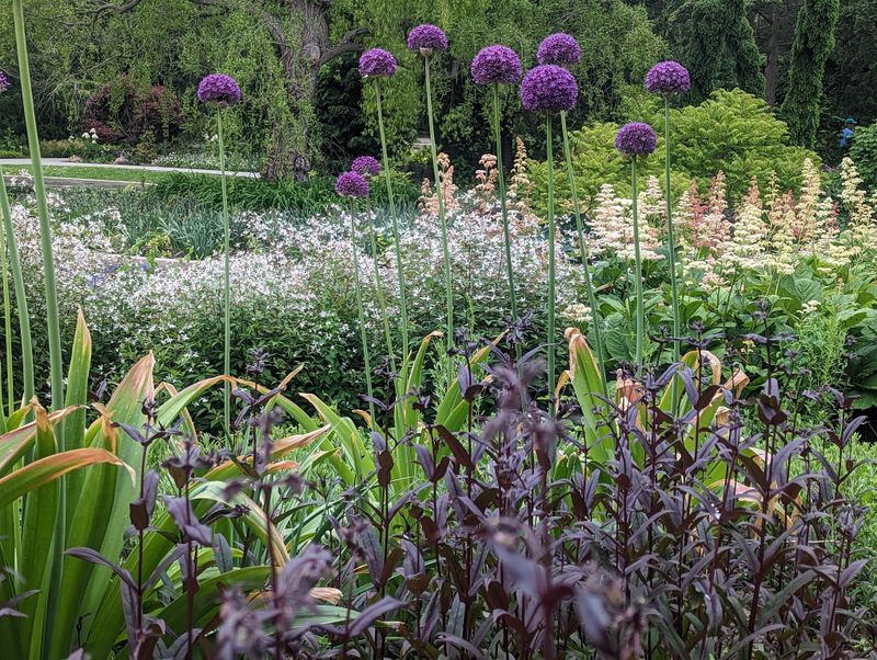 Alliums Create Tall Flowering Displays For Pollinators