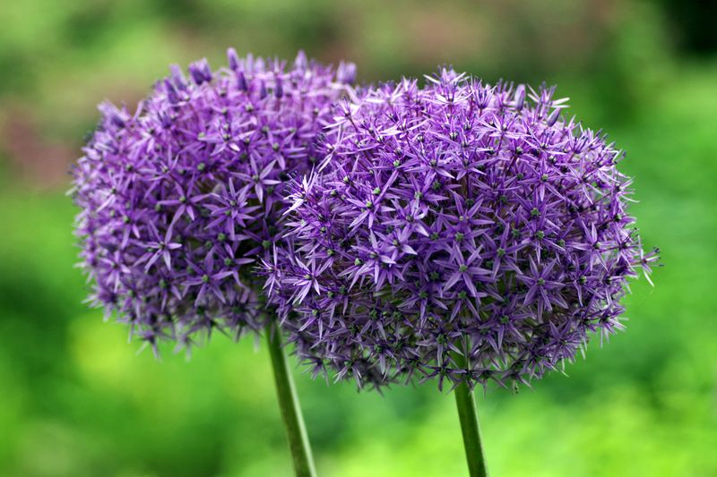 Alliums Send Tall Purple Blooms Into Late Spring Alliums Send Tall Purple Blooms Into Late Spring
