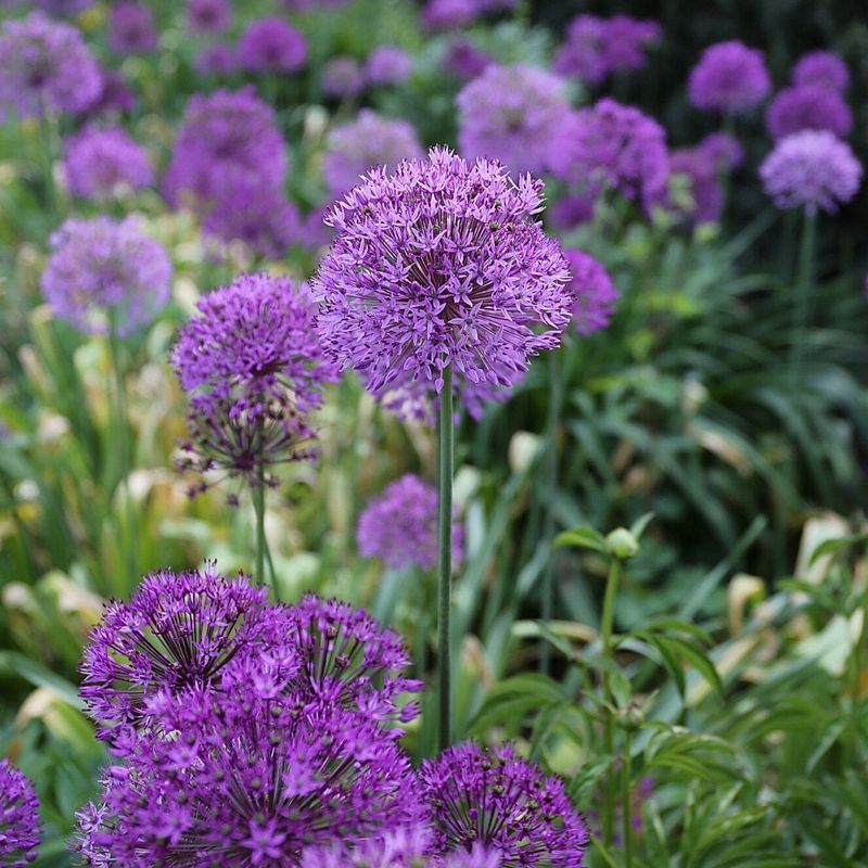 Alliums That Deer Usually Leave Alone
