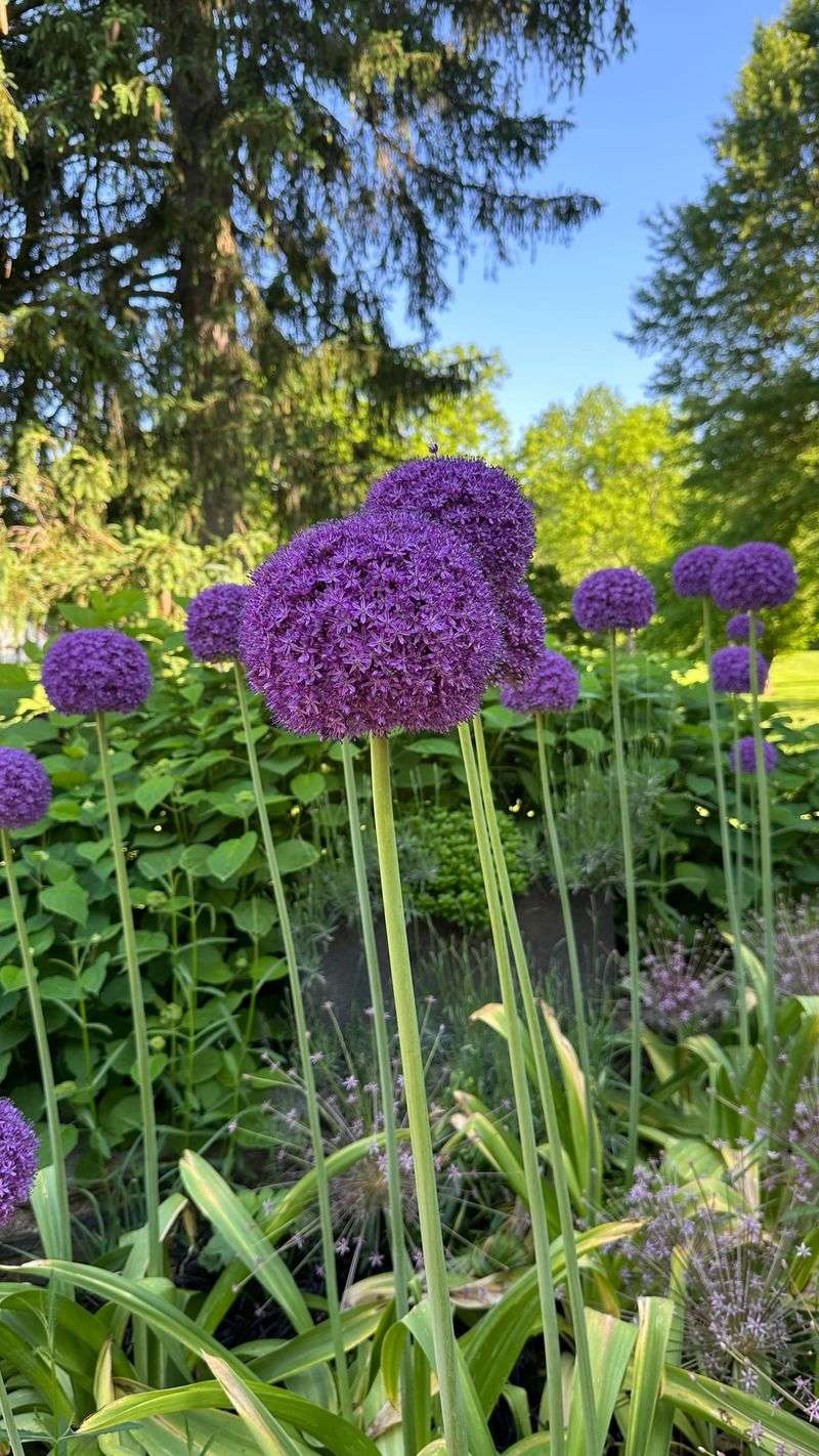 Alliums Alliums