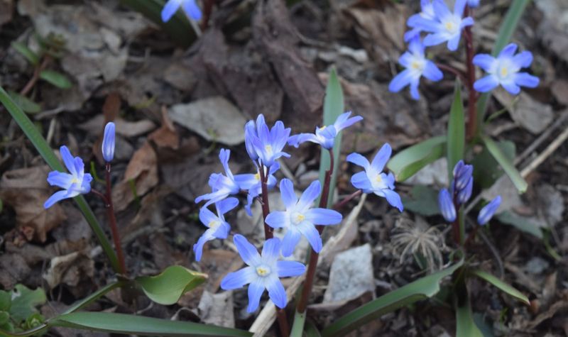 Allow Foliage To Feed Next Year’s Flowers