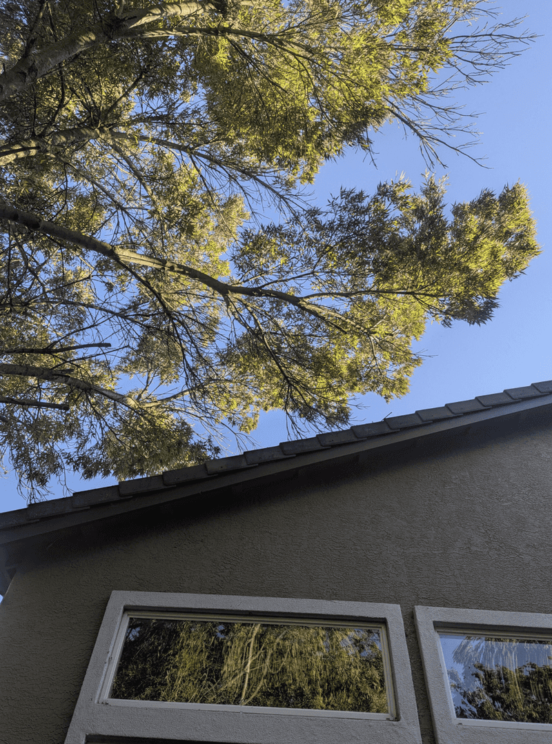 Allowing Branches Near The Roof Creates An Easy Rat Bridge Allowing Branches Near The Roof Creates An Easy Rat Bridge