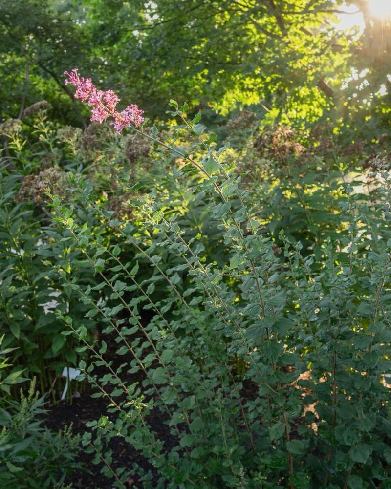 Allowing Shrubs And Hedges To Grow Wild