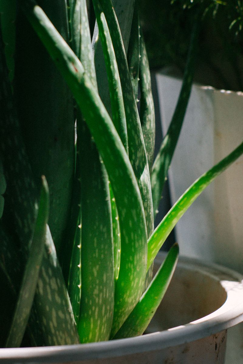 Aloe Vera Aloe Vera