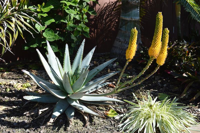Aloe Vera Actually Blooms This Season Aloe Vera Actually Blooms This Season