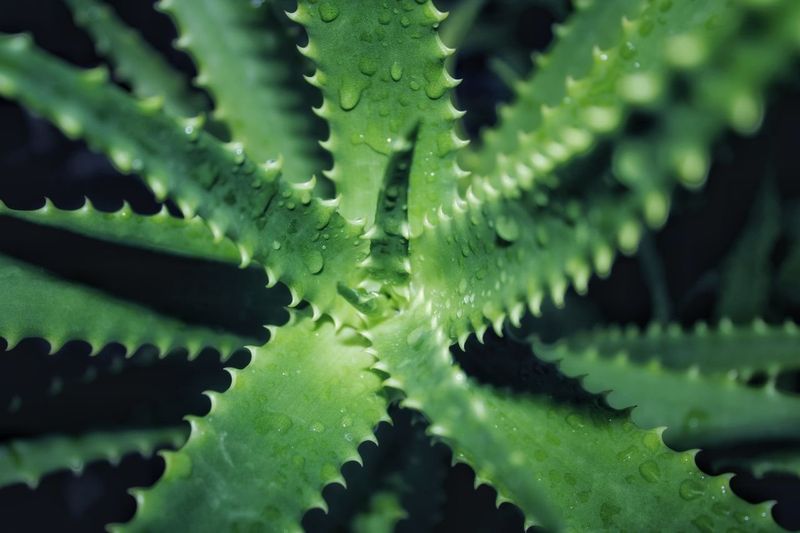 Aloe Vera Can Turn Soft When September Moisture Builds Up