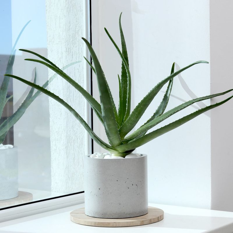 Aloe Vera Forgives Missed Waterings