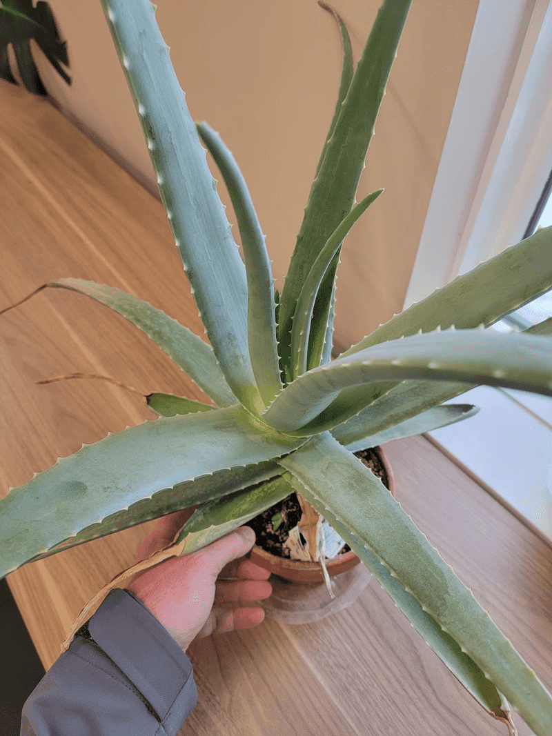 Aloe Vera Needs No Shaping At All