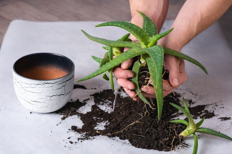 Aloe Vera Aloe Vera