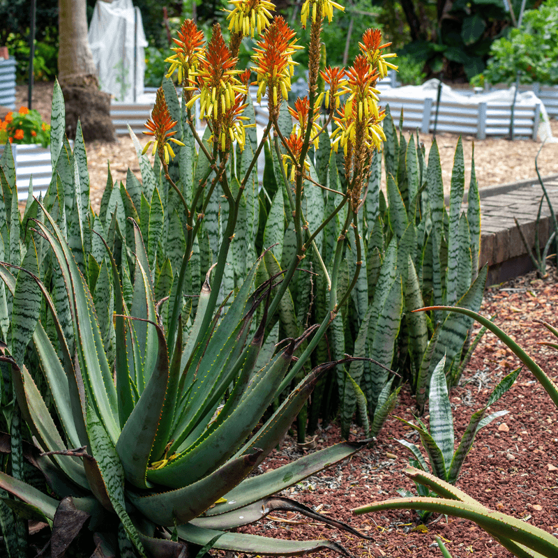 Aloe Aloe