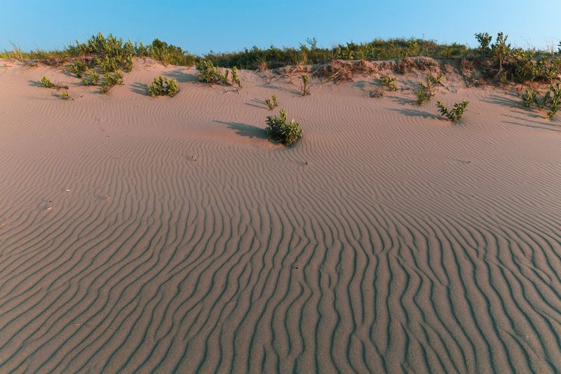 Along Michigan Dunes And Open Sandy Areas
