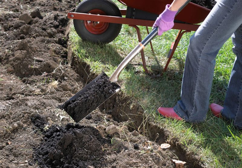 Amend Arizona's Alkaline Soil for Healthier Clematis Amend Arizona's Alkaline Soil for Healthier Clematis