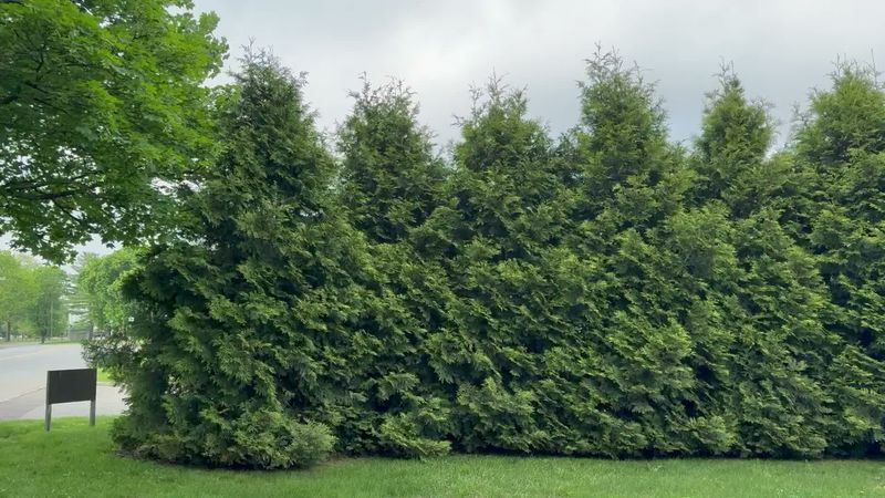 American Arborvitae Offers A Classic Evergreen Privacy Screen