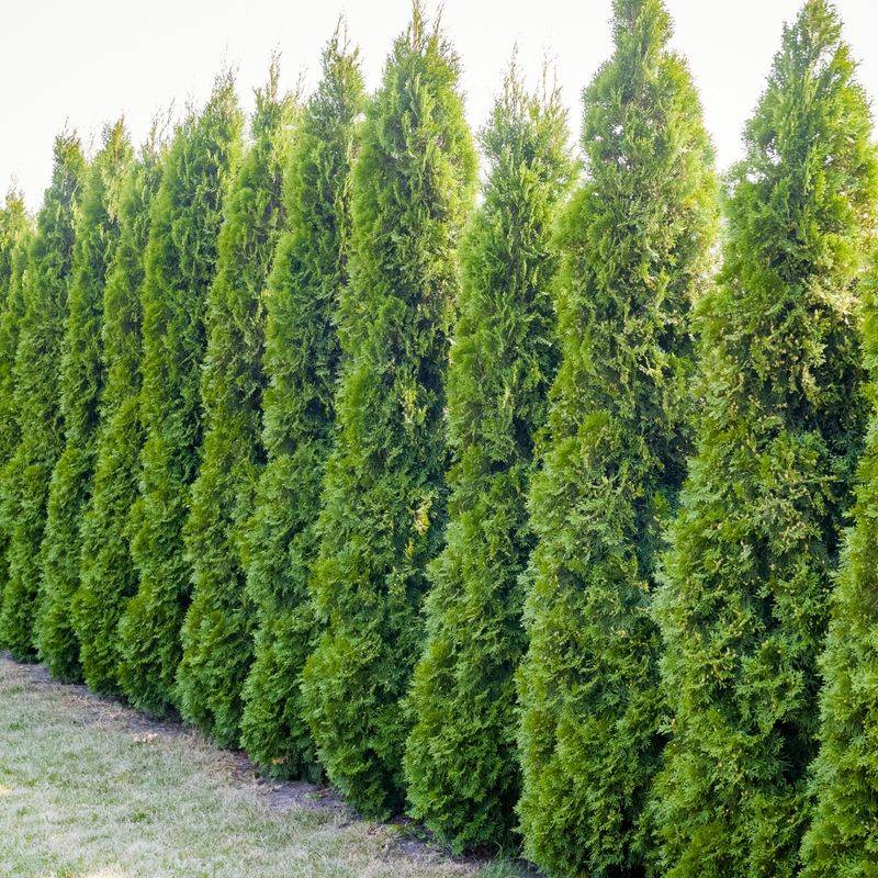 American Arborvitae Stands Tall And Narrow American Arborvitae Stands Tall And Narrow