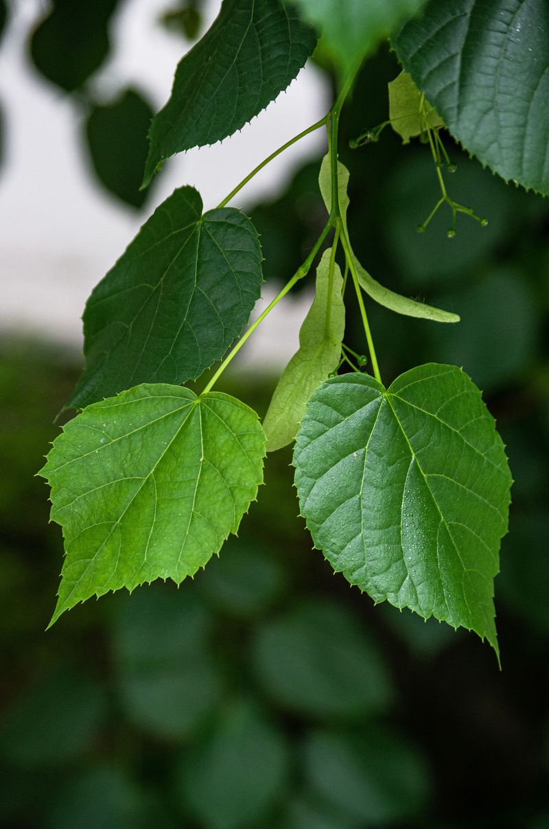 American Basswood Brings Fast-Rotting Leaves From The Mountains American Basswood Brings Fast-Rotting Leaves From The Mountains