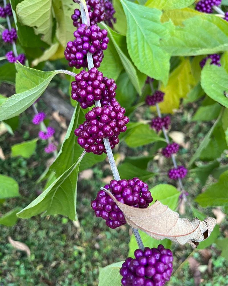 American Beautyberry American Beautyberry