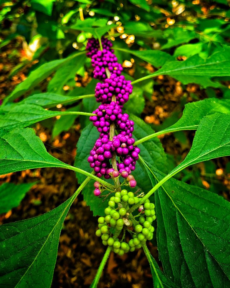American Beautyberry