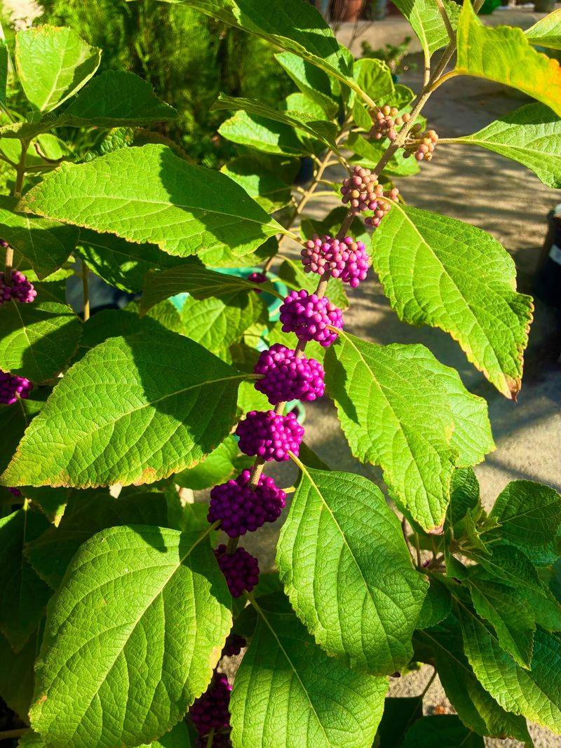 American Beautyberry