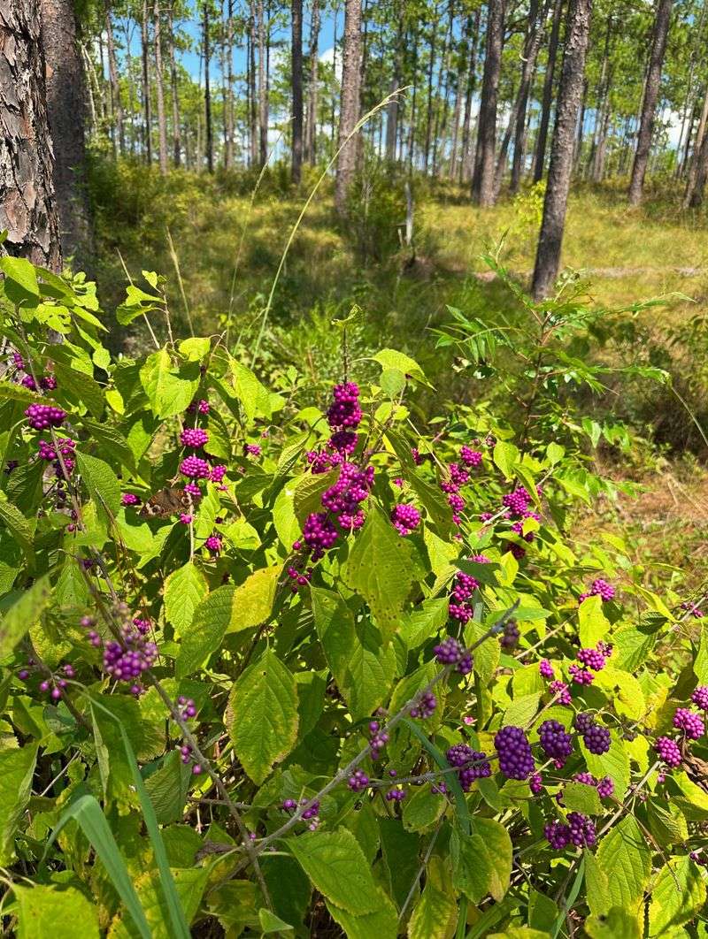 American Beautyberry
