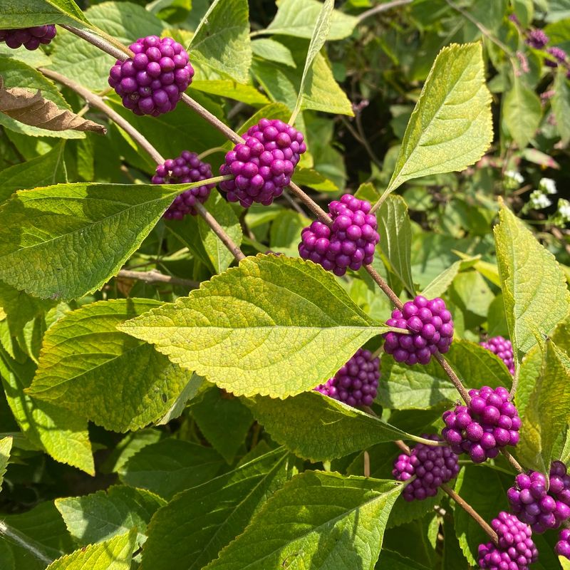 American Beautyberry Adapts To Sites From Wet To Dry American Beautyberry Adapts To Sites From Wet To Dry