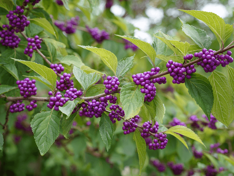 American Beautyberry Brings Purple Power To Shady Banks American Beautyberry Brings Purple Power To Shady Banks