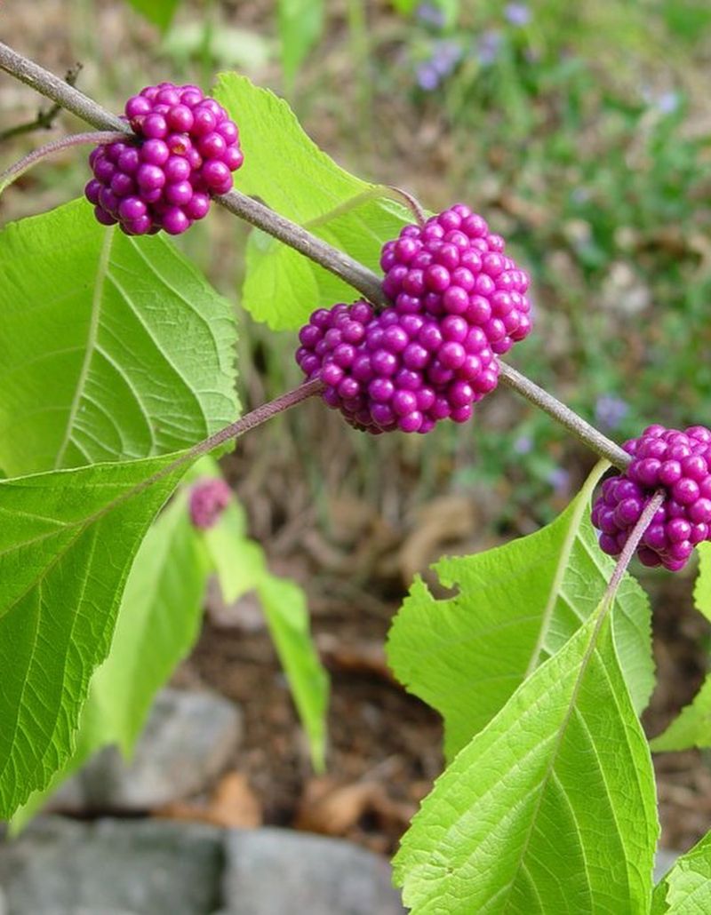 American Beautyberry Is The Native Plant Behind The Display