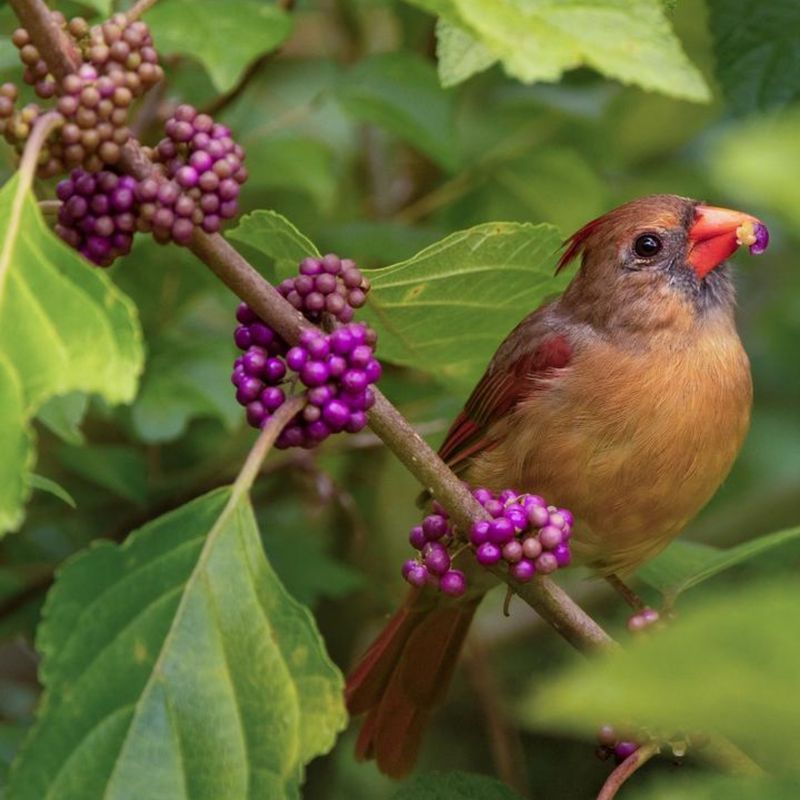 American Beautyberry