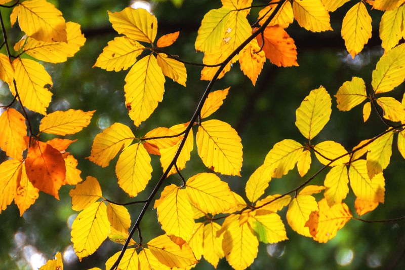 American Beech Adds Warm Yellow Foliage American Beech Adds Warm Yellow Foliage