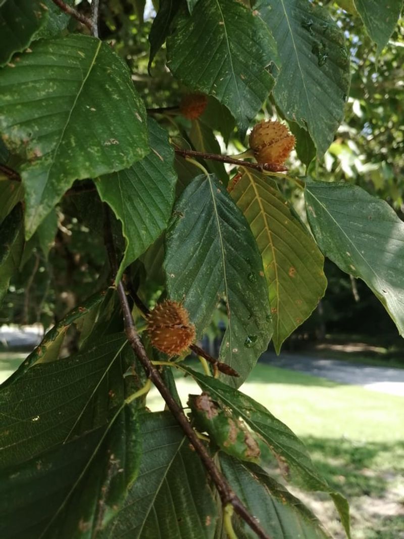 American Beech For Delicate Beechnuts