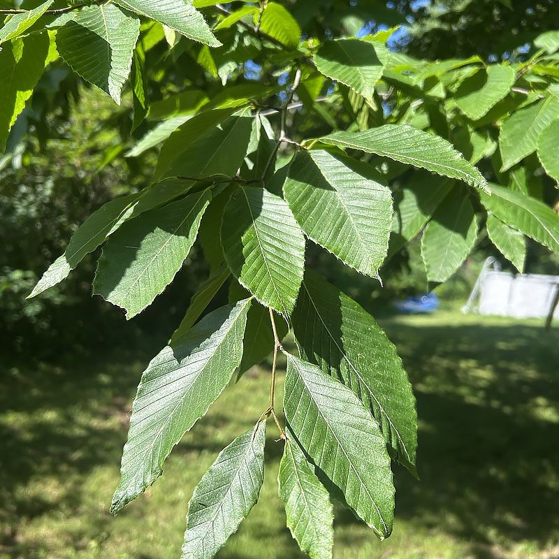 American Beech American Beech