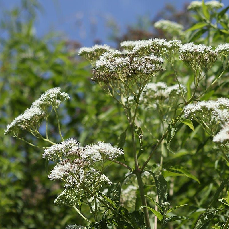 American Boneset Adds White Flowers Through September