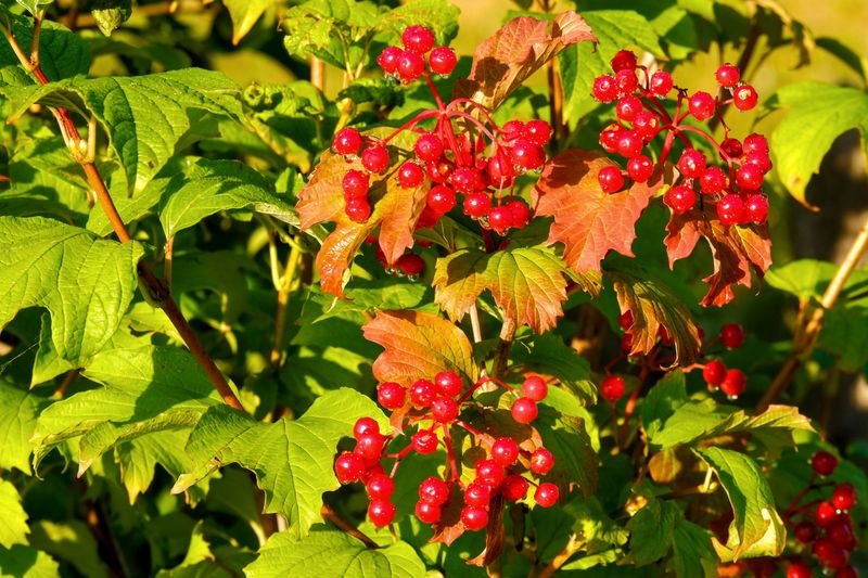 American Cranberrybush For Tart Scarlet Bunches American Cranberrybush For Tart Scarlet Bunches