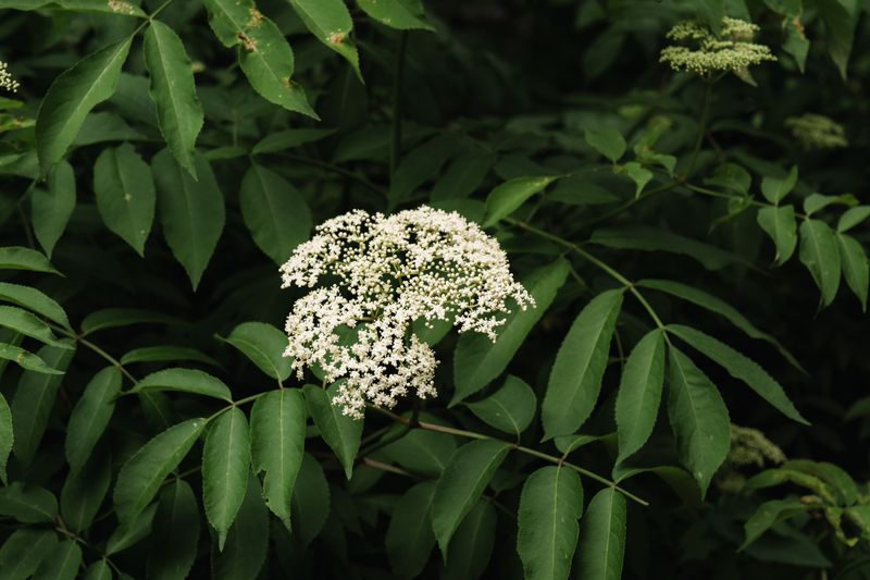 American Elderberry For A Quick Summer Barrier American Elderberry For A Quick Summer Barrier