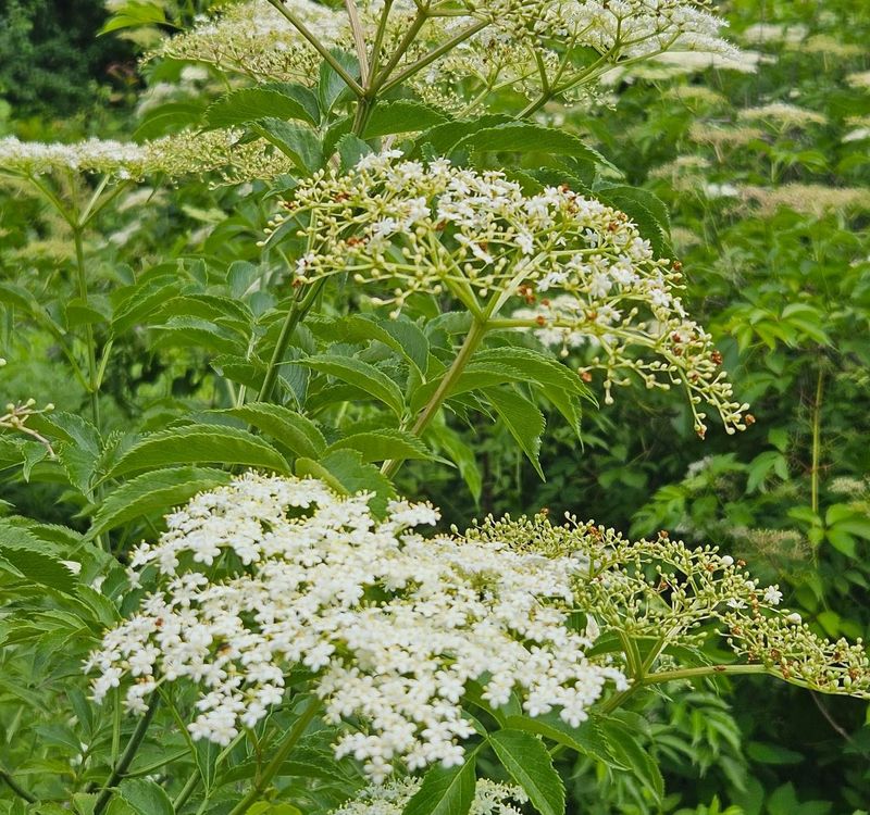American Elderberry For Quick Height And Summer Fruit