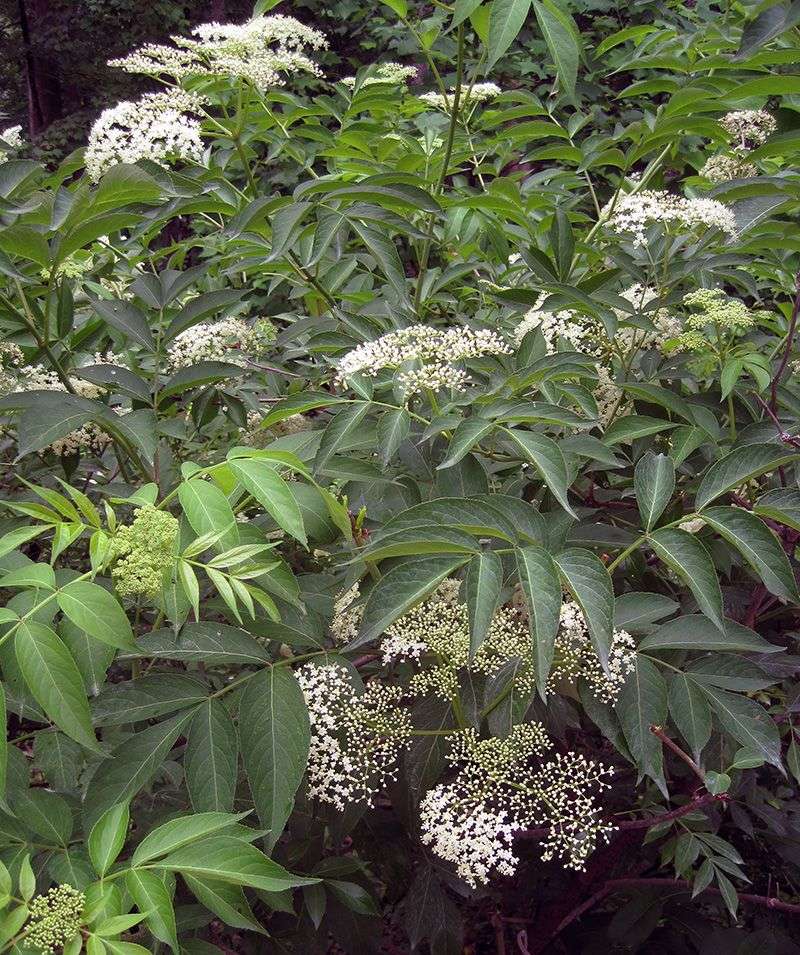 American Elderberry American Elderberry
