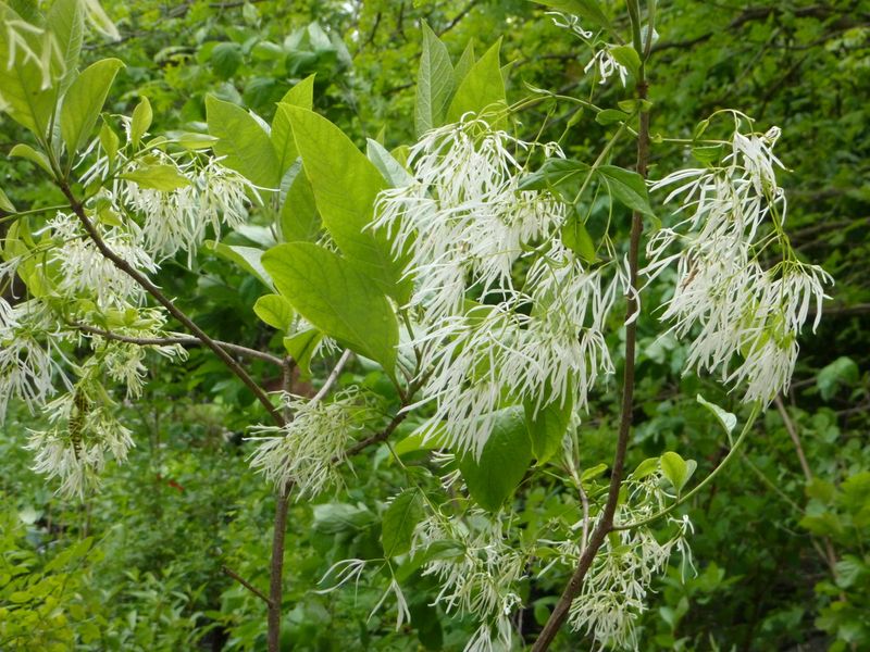 American Fringe Tree American Fringe Tree