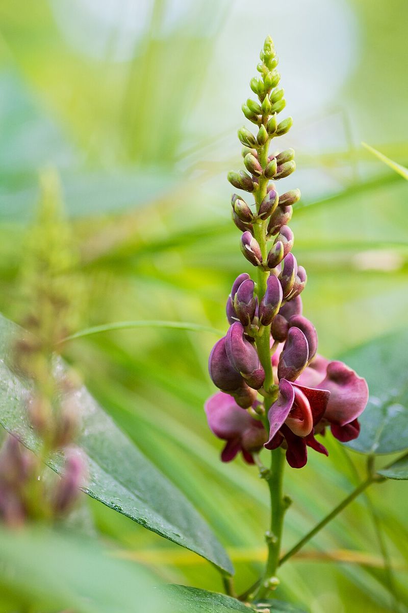 American Groundnut, The Native Tuber Still Growing Wild American Groundnut, The Native Tuber Still Growing Wild