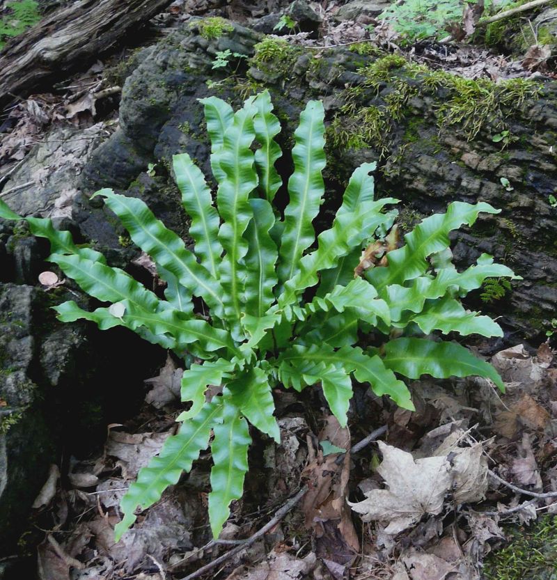 American Hart's-Tongue Fern, Tennessee's One-Sinkhole Wonder American Hart's-Tongue Fern, Tennessee's One-Sinkhole Wonder
