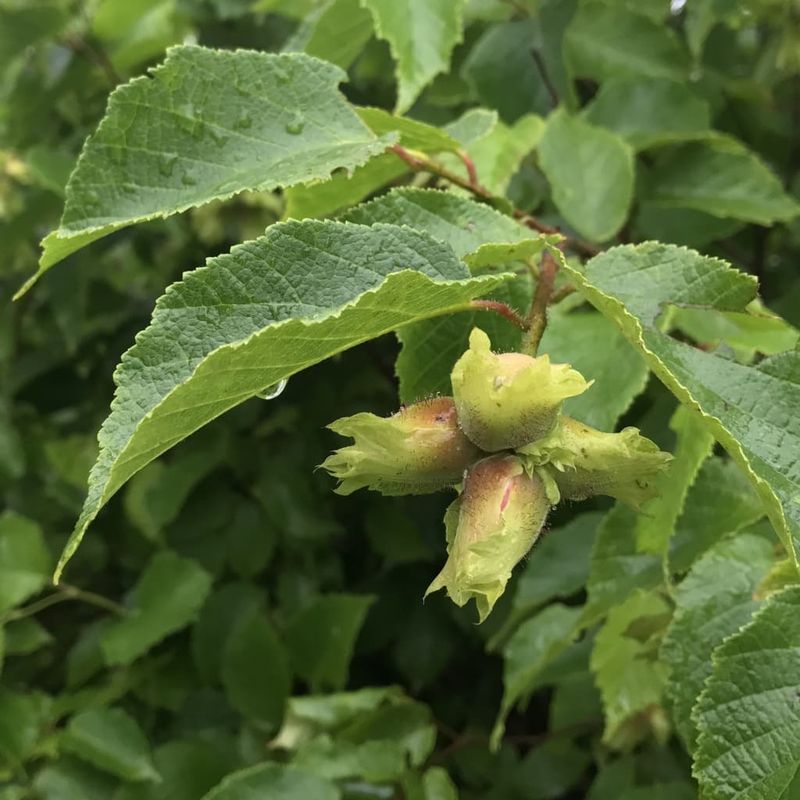 American Hazelnut, A Hedge That Grows Snacks American Hazelnut, A Hedge That Grows Snacks