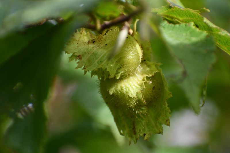 American Hazelnut For Small Yards