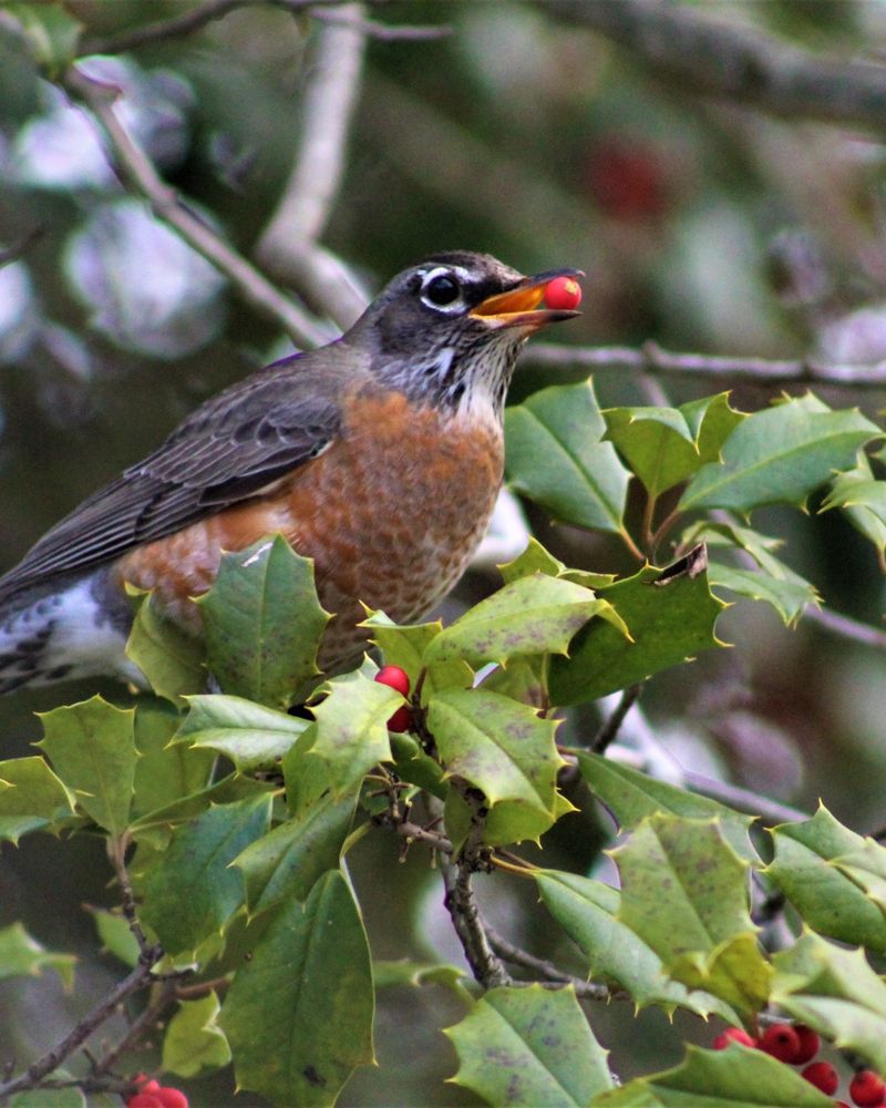 American Holly