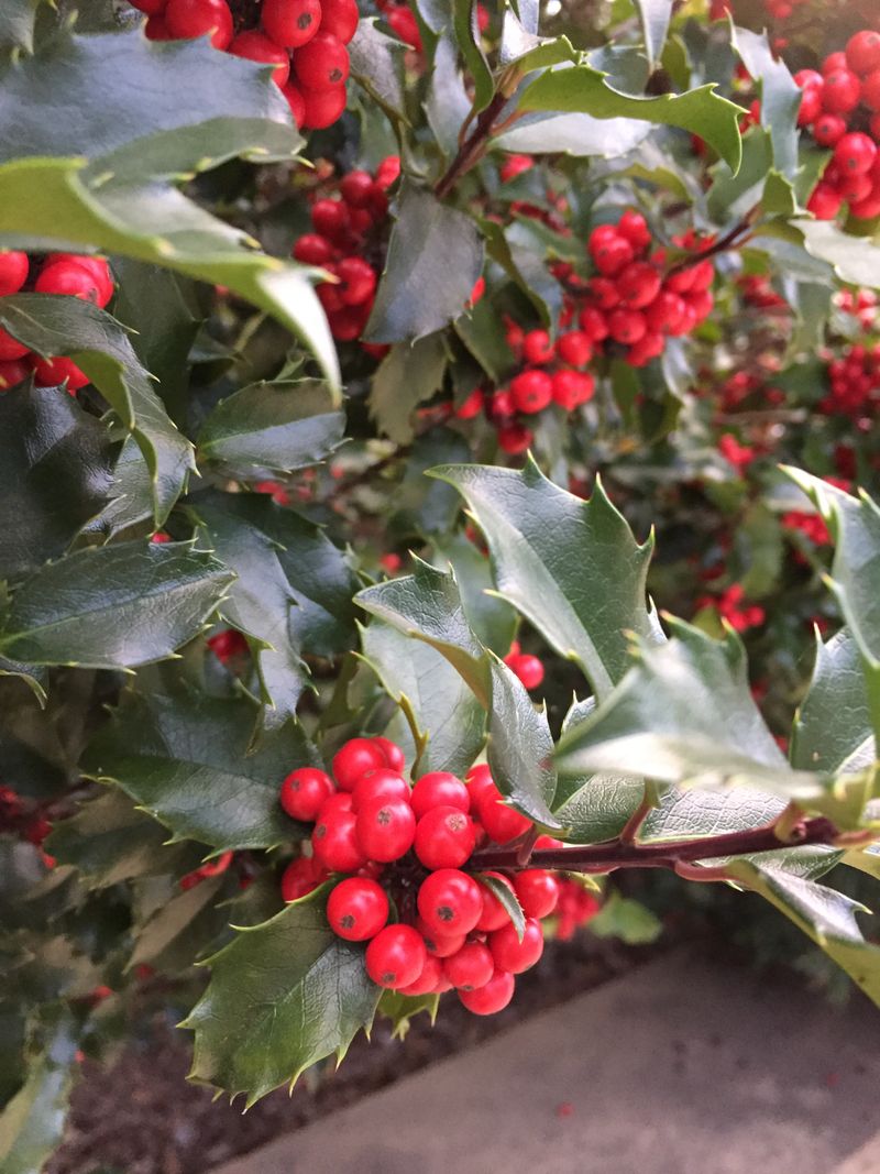 American Holly Adds A Classic Berry-Rich Food Source