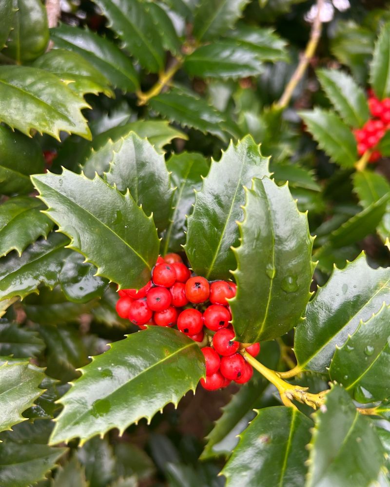 American Holly Brings Bright Red Berries American Holly Brings Bright Red Berries