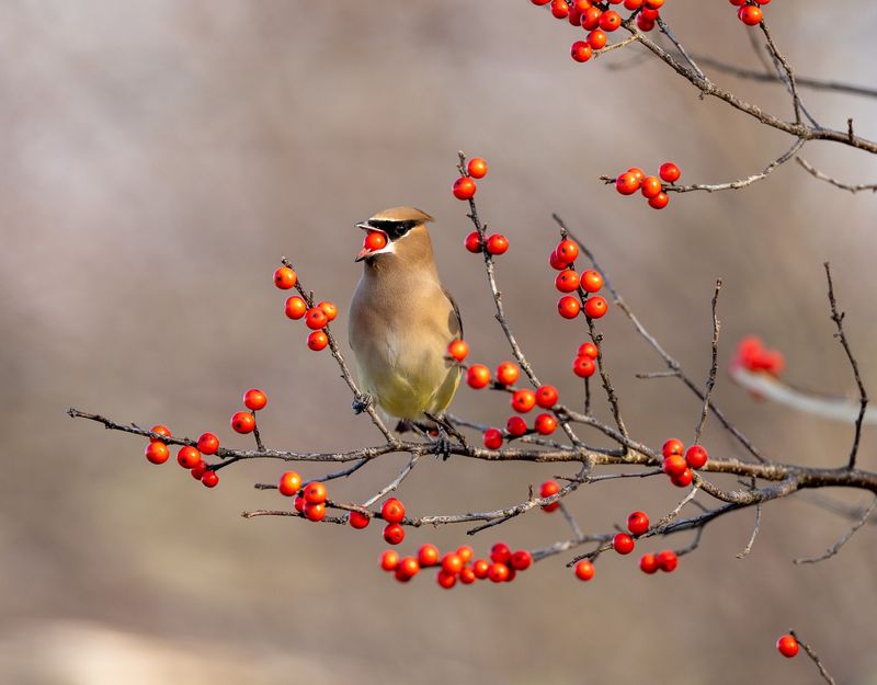 American Holly Brings Winter Color And Safe Shelter American Holly Brings Winter Color And Safe Shelter