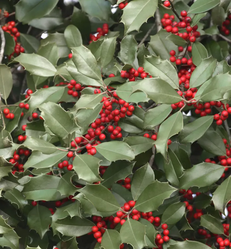 American Holly Creates Dense Year Round Coverage American Holly Creates Dense Year Round Coverage