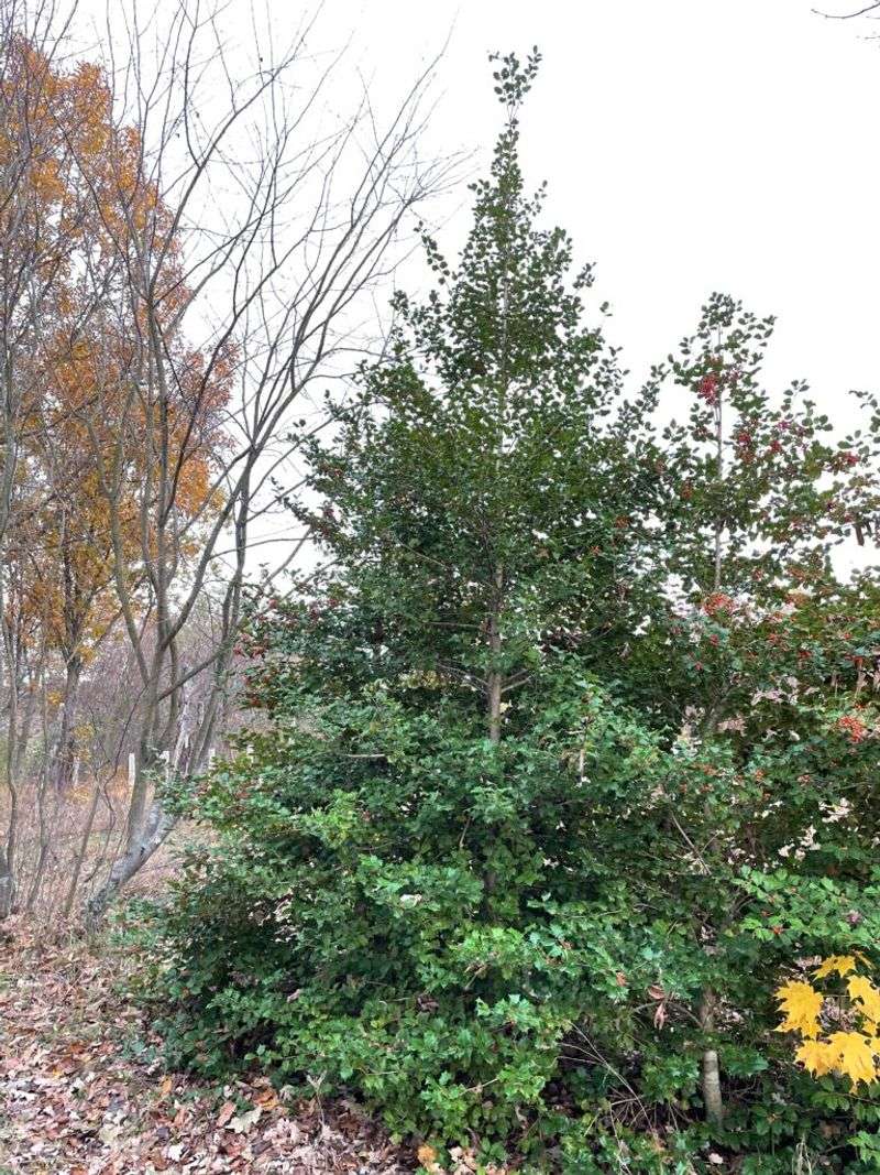 American Holly For A Tall, Classic Screen American Holly For A Tall, Classic Screen