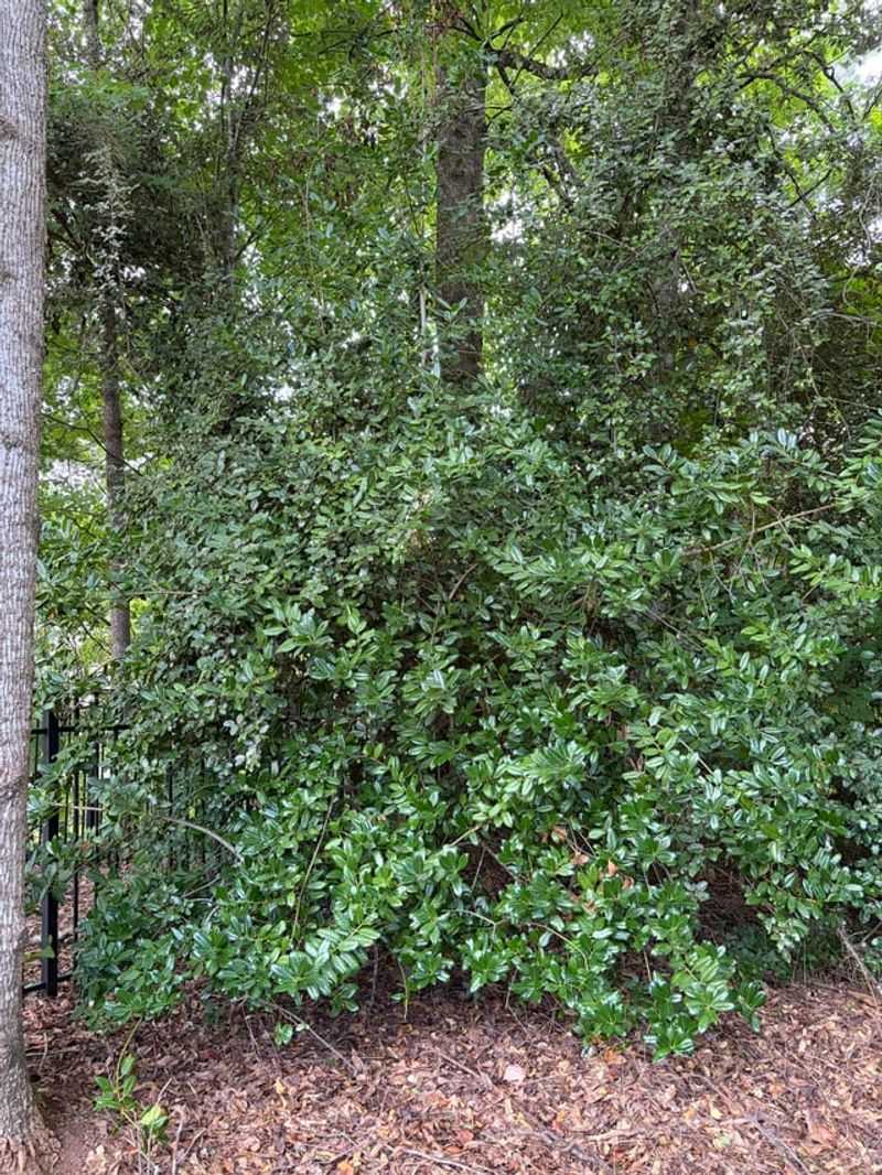 American Holly Spiny Evergreen Privacy American Holly Spiny Evergreen Privacy