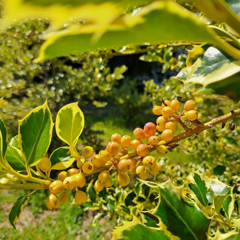 American Holly