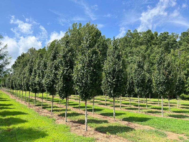 American Hornbeam American Hornbeam