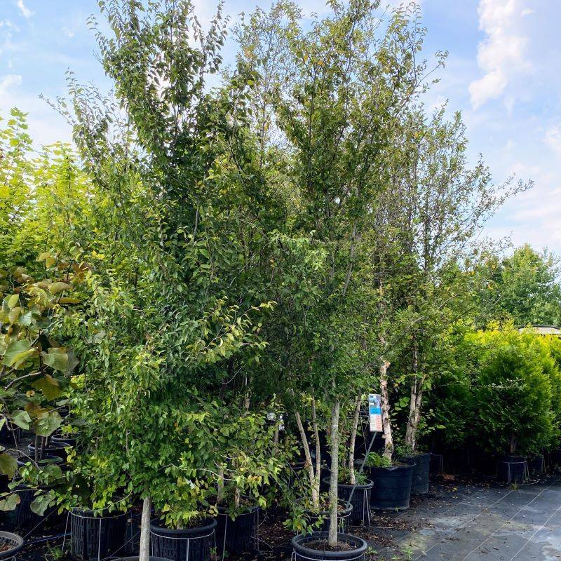 American Hornbeam American Hornbeam